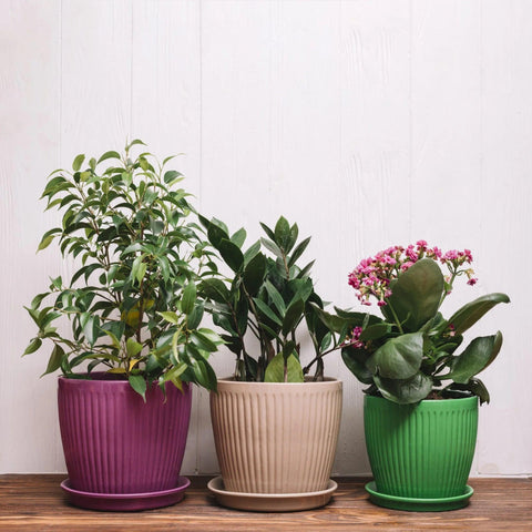Caring for Your Plants Starts with the Right Pot: A Guide to Plant Health - Cedar Planters Direct USA